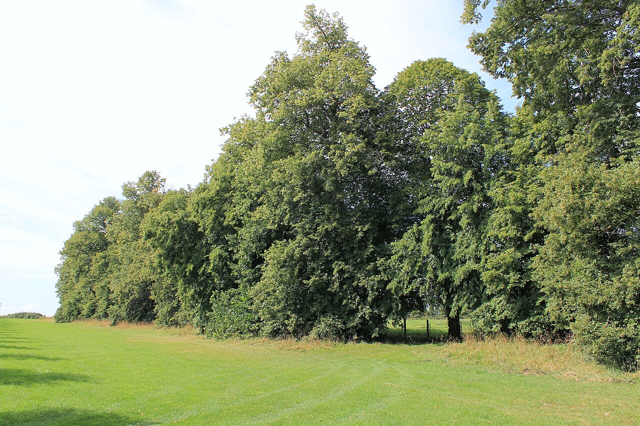 Bois de Secqueville
