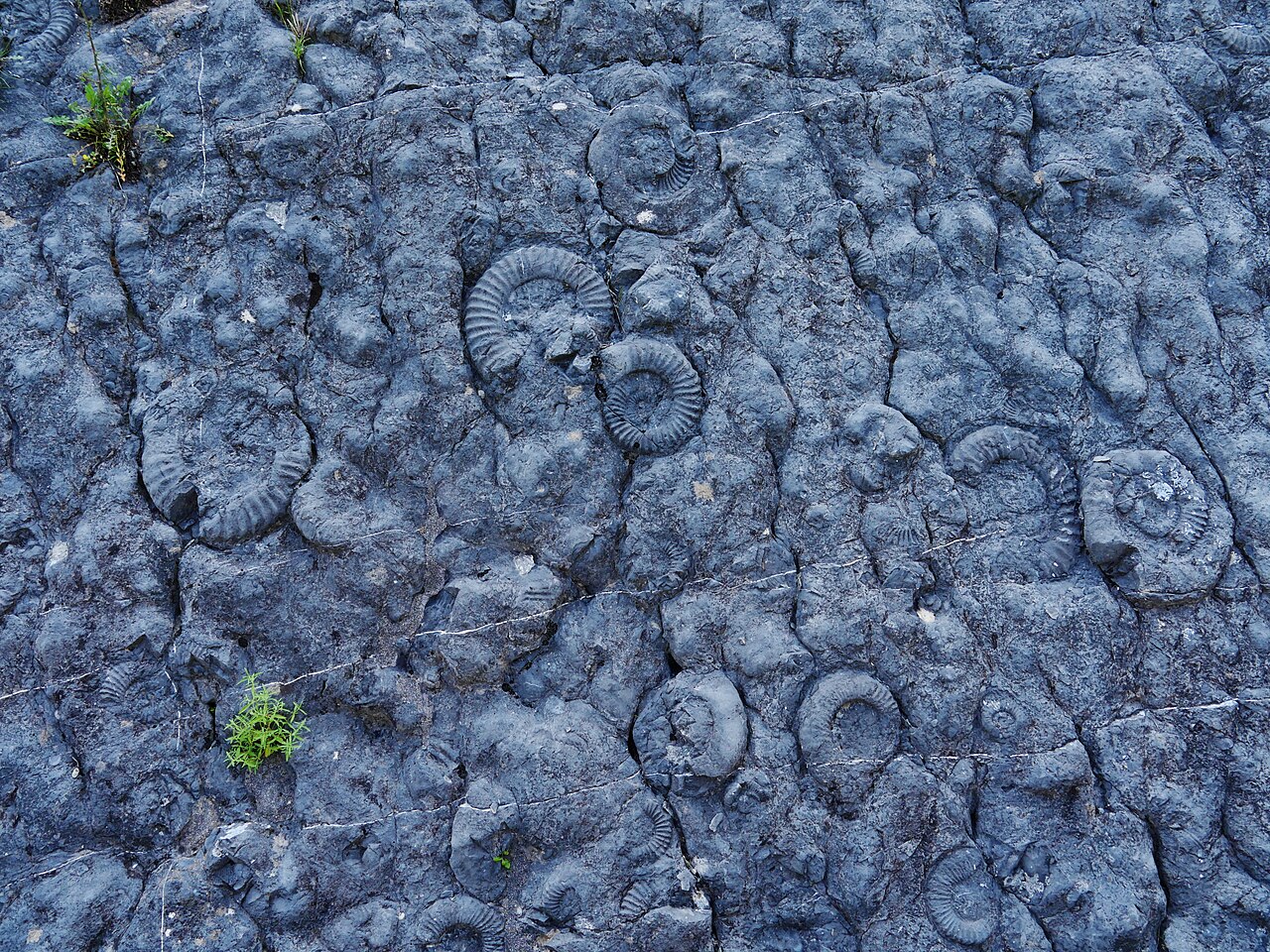 Dalle aux Ammonites